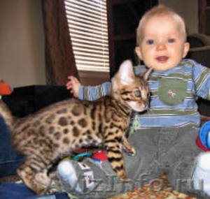 оцелот, каракалы и Бенгалии котенка adoption. - Изображение #1, Объявление #986055