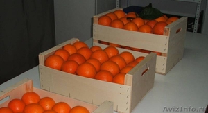 Апельсины оптом от производителя - Изображение #3, Объявление #985911