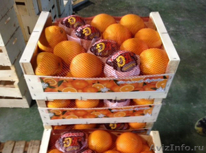 Апельсины оптом от производителя - Изображение #1, Объявление #985911