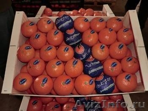 Апельсины оптом от производителя - Изображение #2, Объявление #985911