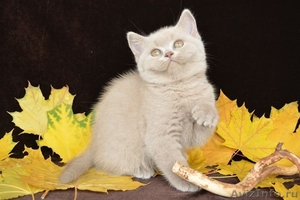 Чистокровные британские котята от Чемпиона Мира! - Изображение #5, Объявление #968264