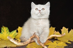 Чистокровные британские котята от Чемпиона Мира! - Изображение #7, Объявление #968264