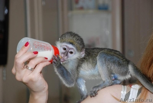 Продам ручных карликовых обезьянок для домашнего содержания - Изображение #1, Объявление #1017012