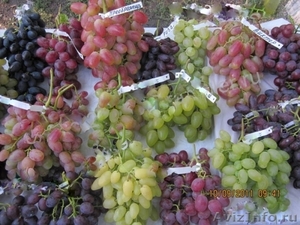 Саженцы винограда 68  зимостойких сортов почтой. - Изображение #3, Объявление #872688