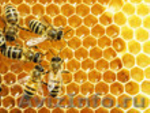 Продаем башкирский мед с собственной пасеки - Изображение #2, Объявление #1039693