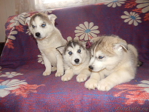 Продам щенков породы Сибирский Хаски - Изображение #4, Объявление #1041284