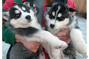 Сибирские хаски щенки - Изображение #1, Объявление #1039043