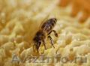 Продаем башкирский мед с собственной пасеки - Изображение #4, Объявление #1039693