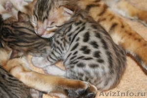 Бенгальские котята леопардового окраса - Изображение #1, Объявление #1055300