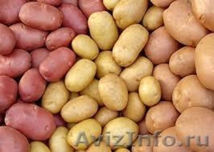 Продажа картофеля оптом и в розницу - Изображение #1, Объявление #1058419
