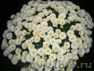 Хризантемы цветы оптом - Изображение #3, Объявление #1082258