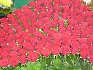 Розы цветы оптом - Изображение #2, Объявление #1082251