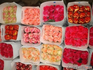Розы цветы оптом - Изображение #3, Объявление #1082251