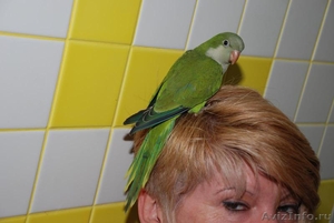 Зеленый и полностью ручной птенец выкормыш попугай Монах - Изображение #1, Объявление #1092382