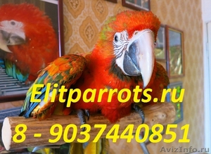 Гибрид попугаев ара Tropicana - птенцы выкормыши из питомников Европы - Изображение #1, Объявление #1092943