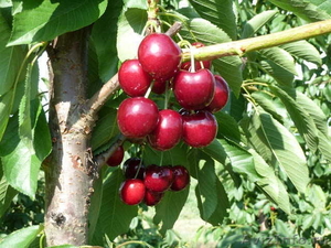 саженцы плодовых деревьев оптом и в розницу - Изображение #1, Объявление #1095343