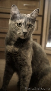 молодая кошка Бонита Францисковна в дар - Изображение #1, Объявление #1099092