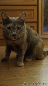 молодая кошка Бонита Францисковна в дар - Изображение #3, Объявление #1099092