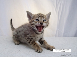 Саванна F3 котенок гепардовый окрас - Изображение #1, Объявление #1099675