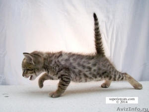 Саванна F3 котенок гепардовый окрас - Изображение #2, Объявление #1099675