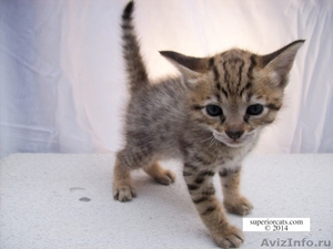 Саванна F3 котенок гепардовый окрас - Изображение #3, Объявление #1099675