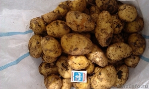 Картофель оптом. Урожай 2014 - Изображение #3, Объявление #1099867