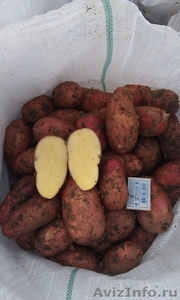 Картофель оптом. Урожай 2014 - Изображение #2, Объявление #1099867