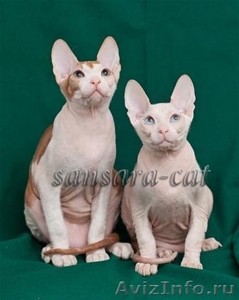 Донские сфинксы – котики - Изображение #1, Объявление #1135117