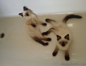 Чистопородные сиамские котята - Изображение #1, Объявление #1127049