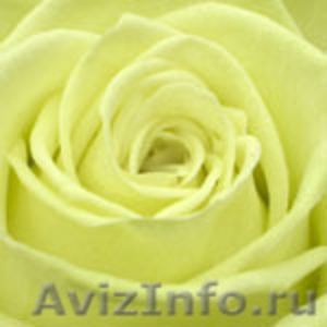 Розы цветы оптом,свежесрезанные розы,из Эквадора - Изображение #3, Объявление #1138101