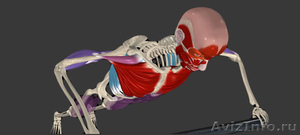 Онлайн-программа обучения анатомии силового тренинга All About Strength Training - Изображение #1, Объявление #1131465