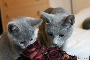 Красивые котята русской голубой породы - Изображение #2, Объявление #1153100