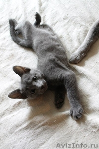 Красивые котята русской голубой породы - Изображение #3, Объявление #1153100