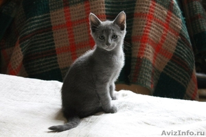 Красивые котята русской голубой породы - Изображение #4, Объявление #1153100