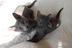 Красивые котята русской голубой породы - Изображение #1, Объявление #1153100