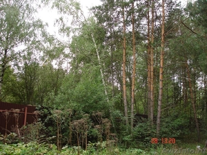 Земельный участок  83 сотки с вековыми соснами в г. Звенигород - Изображение #3, Объявление #1148080