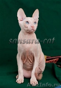 Котята – коты Донские сфинксы Hermes и Арамис - Изображение #3, Объявление #1162493