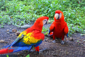 Сладкие алые попугаи ара для принятия - Изображение #1, Объявление #1162814