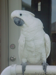 Замечательный попугай в подарок. - Изображение #1, Объявление #1155054