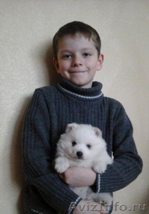 Белый мальчик померанского шпица. Породный
