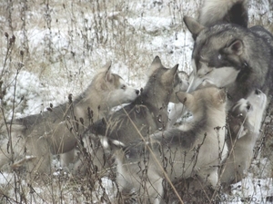 маламут аляскинский щенки - Изображение #4, Объявление #1189201