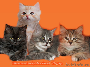 Cибирские котята от Чемпионов - Изображение #1, Объявление #1210853