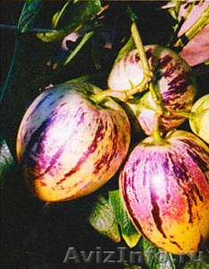 Пепино- дынная груша экзотическое растение - Изображение #2, Объявление #1208884