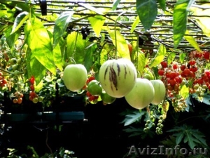 Пепино- дынная груша экзотическое растение - Изображение #5, Объявление #1208884