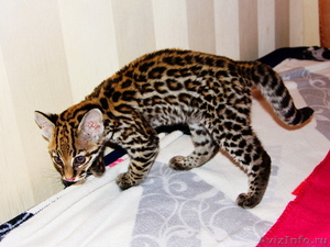 Продам котенка Оцелота (лат. Leopardus pardalis) - Изображение #3, Объявление #1217446