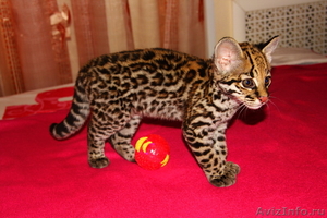 Продам котенка Оцелота (лат. Leopardus pardalis) - Изображение #1, Объявление #1217446