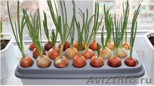 Грядка гидропонная для выращивания лука в домашних условиях - Изображение #2, Объявление #1220272