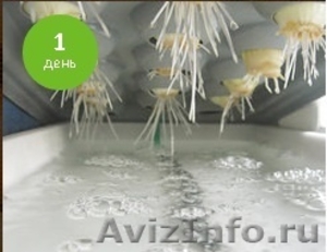Грядка гидропонная для выращивания лука в домашних условиях - Изображение #1, Объявление #1220272