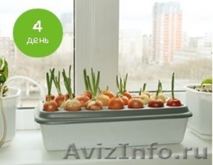 Грядка гидропонная для выращивания лука в домашних условиях - Изображение #3, Объявление #1220272