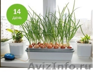 Грядка гидропонная для выращивания лука в домашних условиях - Изображение #5, Объявление #1220272